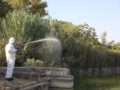 Ιός του Δυτικού Νείλου: Γιατί φέτος χτυπά την Αττική – Τα κορακοειδή, ο Daniel και τα συμπτώματα