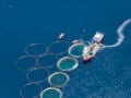Avramar: Μείωση κόστους και αύξηση τιμών στα ψάρια – Οι προσδοκίες για εξυγίανση από την Cooke
