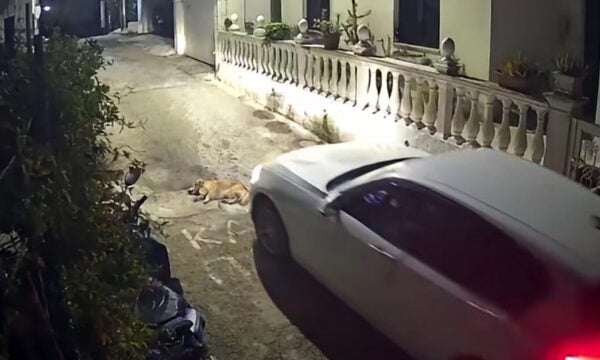 Φρίκη στην Κέρκυρα: Οδηγός αυτοκινήτου πατάει και σκοτώνει σκύλο που κοιμόταν – Πολύ σκληρό βίντεο