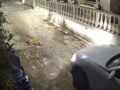 Κέρκυρα: Οργή για τον οδηγό που πάτησε και σκότωσε σκύλο που κοιμόταν – Οδηγείται στον εισαγγελέα