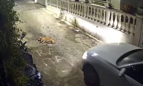 Κέρκυρα: Οργή για τον οδηγό που πάτησε και σκότωσε σκύλο που κοιμόταν – Οδηγείται στον εισαγγελέα