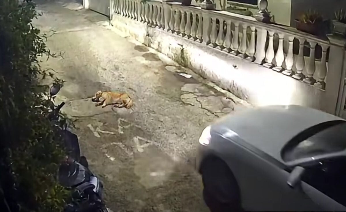 Κέρκυρα: Οργή για τον οδηγό που πάτησε και σκότωσε σκύλο που κοιμόταν – Οδηγείται στον εισαγγελέα