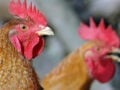Άργος Ορεστικό: Τράβηξε όπλο στον γείτονα επειδή τον κατηγόρησε ότι του κλέβει κοτόπουλα