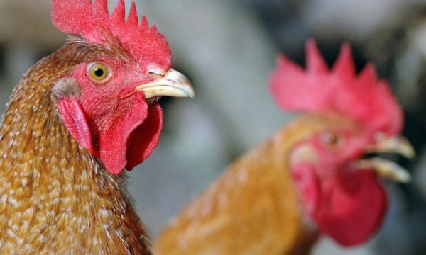 Άργος Ορεστικό: Τράβηξε όπλο στον γείτονα επειδή τον κατηγόρησε ότι του κλέβει κοτόπουλα