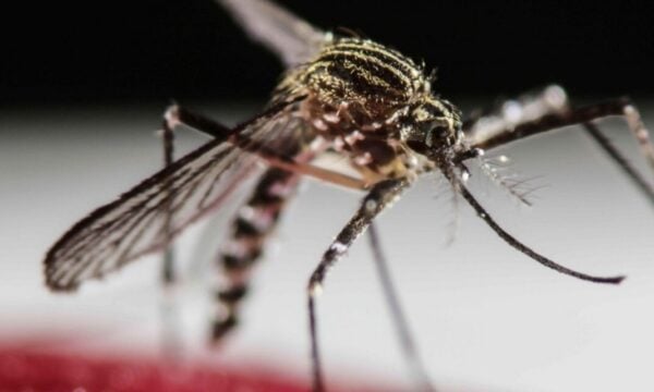 Θεοδώρος Βασιλακόπουλος: Νότια και Ανατολική Αττική στο «κόκκινο» για τον ιό του Δυτικού Νείλου