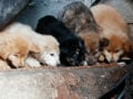 Βίλια: Καταγγελία για παράνομο εκτροφείο αποκάλυψε σπίτι-οπλοστάσιο με καλάσνικοφ, σπαθιά και μαχαίρια – Κουτάβια βρέθηκαν σε λάκκο