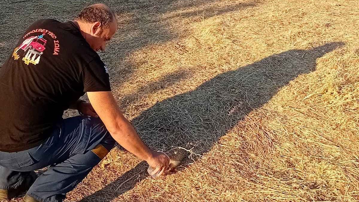Λήμνος: Πυροσβέστης έδωσε νερό σε μικρό σκαντζόχοιρο μέσα στα αποκαΐδια 4 Λήμνος: Πυροσβέστης έδωσε νερό σε μικρό σκαντζόχοιρο μέσα στα αποκαΐδια