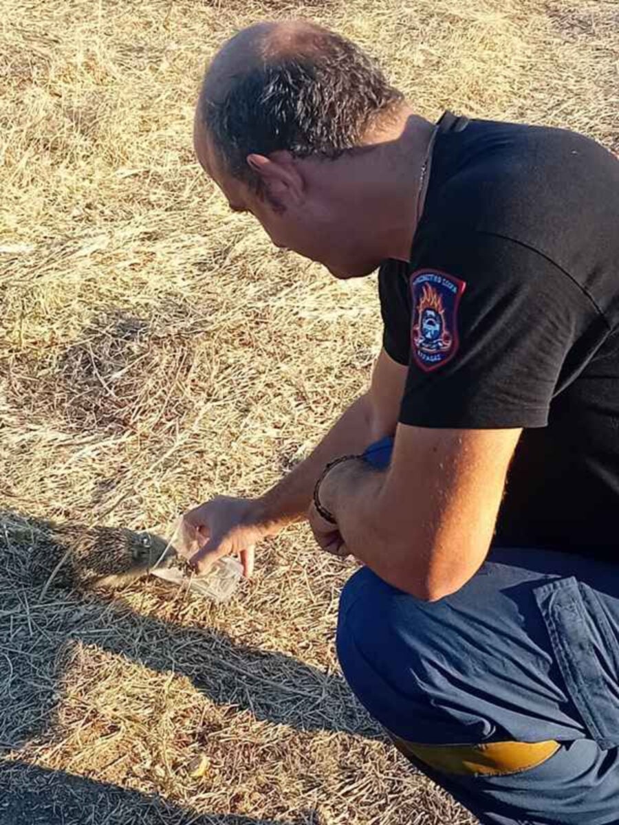 Λήμνος: Πυροσβέστης έδωσε νερό σε μικρό σκαντζόχοιρο μέσα στα αποκαΐδια 9 Πυροσβέστης δίνει νερό σε σκαντζόχοιρο μετά τη φωτιά στη Λήμνο