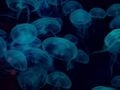 Μέδουσες μπλόκαραν τρεις αντιδραστήρες στο μεγαλύτερο πυρηνικό εργοστάσιο της Γαλλίας