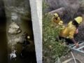 Αρκούδα και τα 3 μικρά της παγιδεύτηκαν σε δεξαμενή στην Καλιφόρνια – Έκοψαν το τσιμέντο για να τις σώσουν