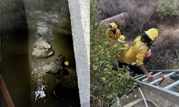 Αρκούδα και τα 3 μικρά της παγιδεύτηκαν σε δεξαμενή στην Καλιφόρνια – Έκοψαν το τσιμέντο για να τις σώσουν