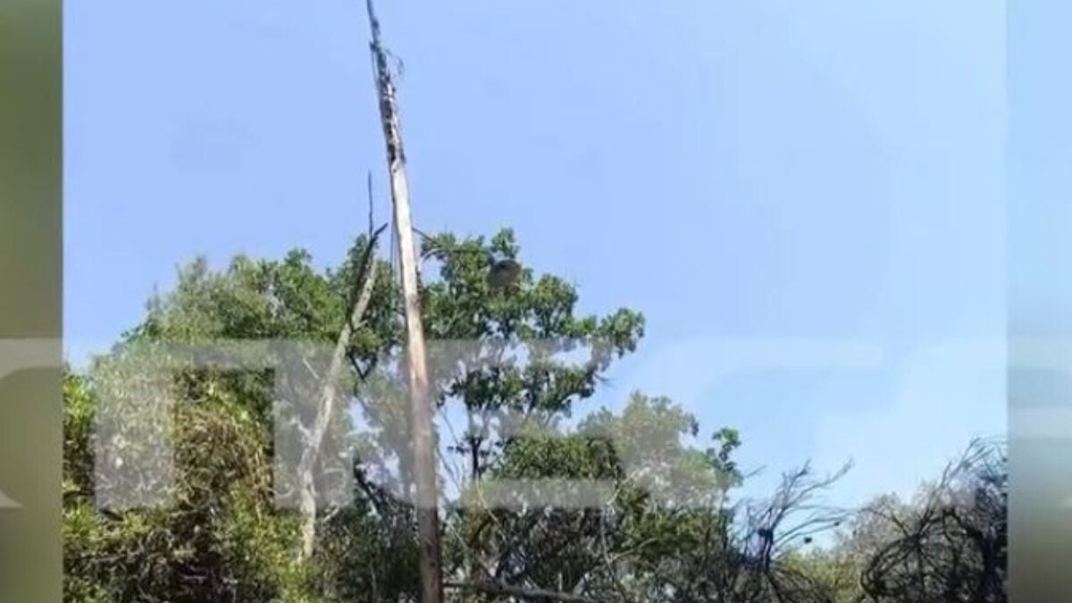 Φωτιά στη Χαλκιδική: Από πτώση δέντρου σε κολώνα ρεύματος φέρεται να ξεκίνησε η πυρκαγιά 1 Φωτιά στη Χαλκιδική: Από πτώση δέντρου σε κολώνα ρεύματος φέρεται να ξεκίνησε η πυρκαγιά