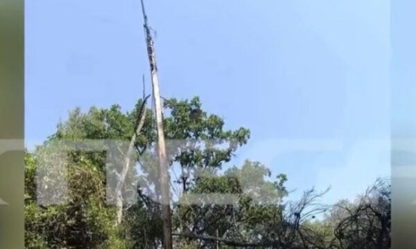 Φωτιά στη Χαλκιδική: Από πτώση δέντρου σε κολώνα ρεύματος φέρεται να ξεκίνησε η πυρκαγιά