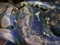 Τρόμος σε γυμνάσιο της Βιρτζίνια: Τεράστιος πύθωνας 2,5 μέτρων μπήκε σε σχολική τάξη κι έβαλε φωτιά, vid