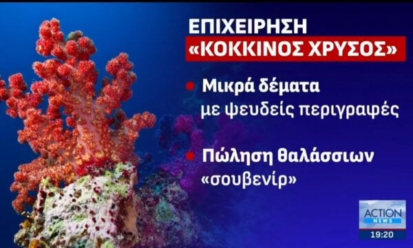 ΑΑΔΕ: Στον… αφρό υπόθεση παράνομης αλιείας και διακίνησης προστατευόμενων κοραλλιών