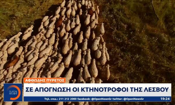 Αφθώδης πυρετός: Σε απόγνωση οι κτηνοτρόφοι της Λέσβου