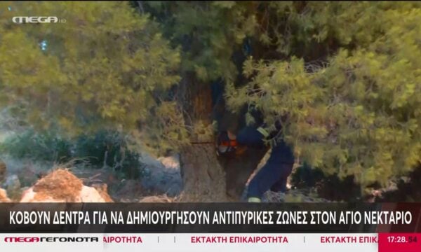 Άγιος Νεκτάριος: Κόβουν δέντρα για να δημιουργήσουν αντιπυρικές ζώνες και να αντιμετωπίσουν την πυρκαγιά