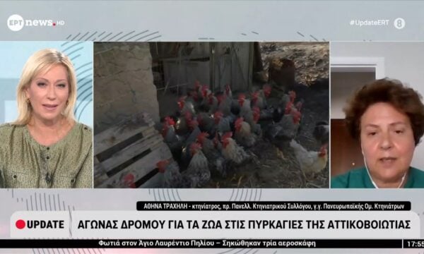 Αγώνας δρόμου για τα ζώα στις πυρκαγιές της Αττικοβοιωτίας