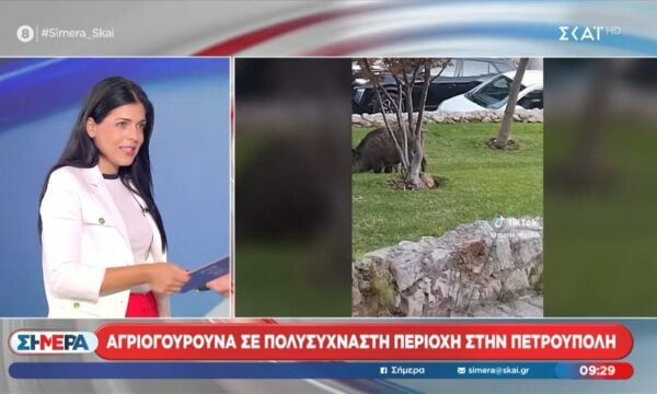 Αγριογούρουνα σε πολυσύχναστη περιοχή της Πετρούπολης