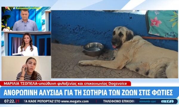 Ανθρώπινη αλυσίδα για τη σωτηρία των ζώων στις φωτιές