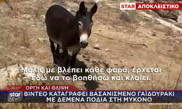 Aπάνθρωπες εικόνες: Βασανισμένο γαϊδουράκι με δεμένα πόδια βρέθηκε στην Μύκονο