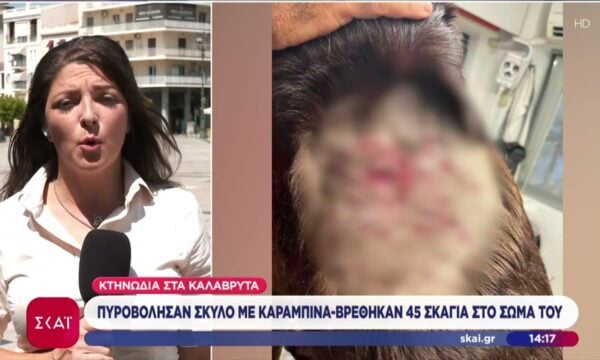 Αποτρόπαιο περιστατικό στα Καλάβρυτα: Πυροβόλησαν σκύλο μέσα σε αυλή – Βρέθηκαν 45 σκάγια στο σώμα του