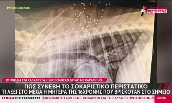Aποτροπιασμός στα Καλάβρυτα: Πυροβόλησαν σκύλο μπροστά στην ανήλικη κόρη της οικογένειας – Η ιδιοκτήτρια μιλά στο MEGA