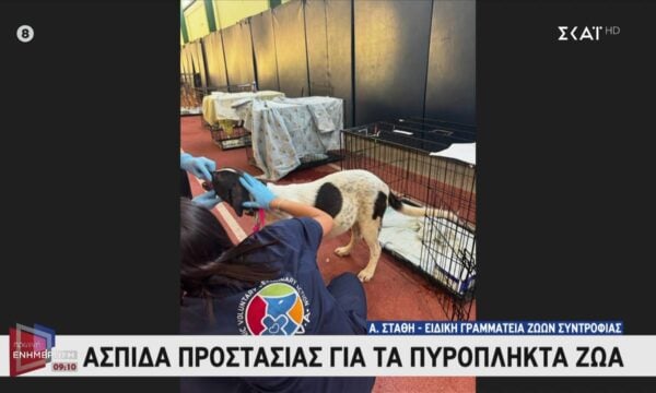 Ασπίδα προστασίας για τα πυρόπληκτα ζώα