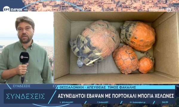 Ασυνείδητοι έβαψαν με πορτοκαλί μπογιά χελώνες