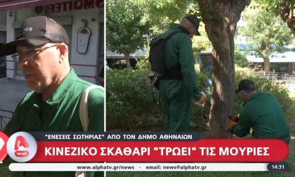 Αθήνα: Κινέζικο σκαθάρι βλάπτει της μουριές της πόλης – «Ενέσεις Σωτηρίας» από τον Δήμο