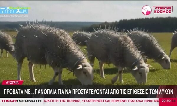 Αυστρία: Πρόβατα με… πανοπλία για να προστατεύονται από τις επιθέσεις των λύκων