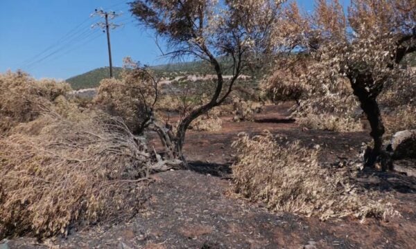 Αυτοψία σε Ξηρονομή και Δομβραίνα. Πάνω από 31.000 στρέμματα με 50.000 δέντρα έγιναν στάχτη