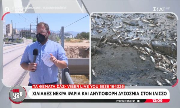 Χιλιάδες νεκρά ψάρια και ανυπόφορη δυσοσμία στον Ιλισσό