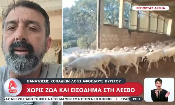 Χωρίς ζώα και εισόδημα στη Λέσβο: Θανατώσεις κοπαδιών λόγω αφθώδους πυρετού