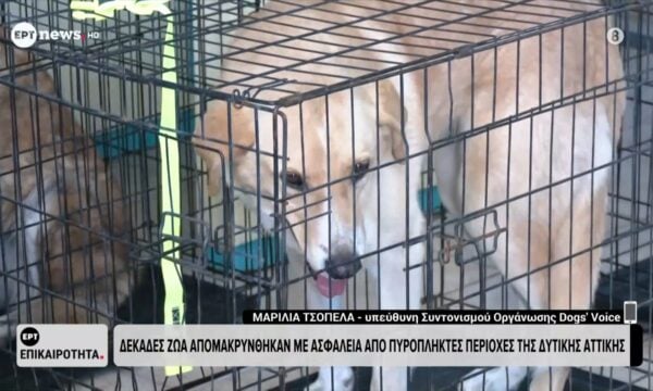 Dogs’ Voice: Δεκάδες ζώα απομακρύνθηκαν με ασφάλεια από πυρόπληκτες περιοχές της Δυτικής Αττικής