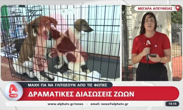 Δραματικές διασώσεις ζώων – Μάχη για να γλιτώσουν από τις φωτιές