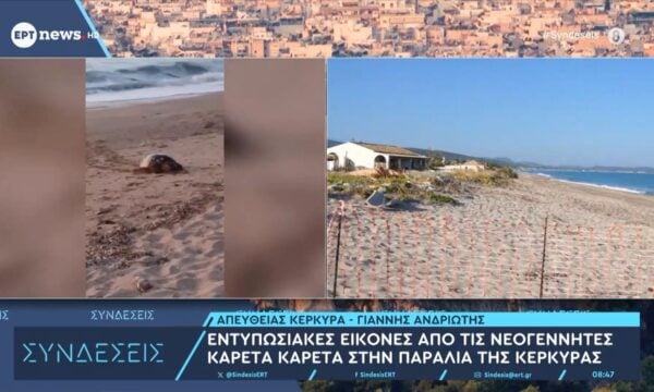 Εντυπωσιακές εικόνες από τις νεογέννητες καρέτα καρέτα στην παραλία της Κέρκυρας