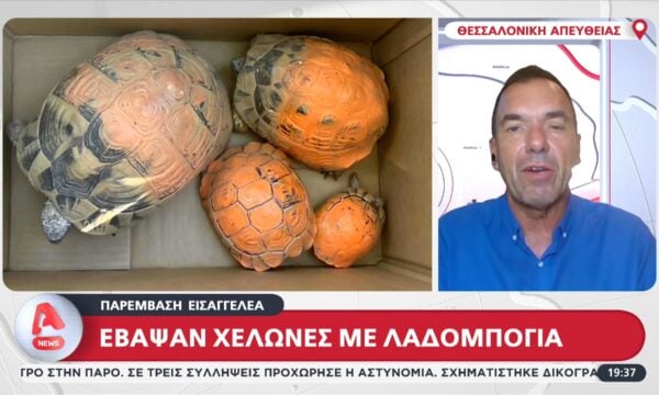 Έβαψαν χελώνες με λαδομπογιά – Παρέμβαση Εισαγγελέα