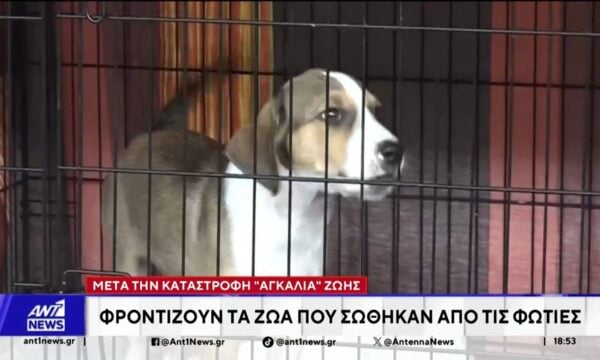 Φωτιά σε Αττική και Βοιωτία: Εκατοντάδες ζώα φιλοξενούνται σε ειδικούς χώρους