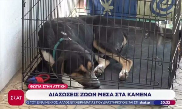 Φωτιά στην Αττική: Διασώσεις ζώων μέσα στα καμένα