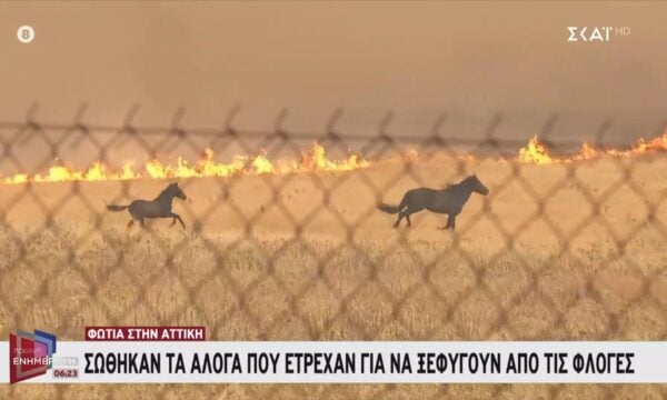 Φωτιά στην Αττική: Σώθηκαν τα άλογα που έτρεχαν για να ξεφύγουν από τις φλόγες