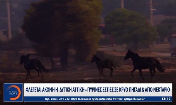 Φωτιά στην Δυτική Αττική: Παντού καμένα δέντρα,ζώα και αυτοκίνητα