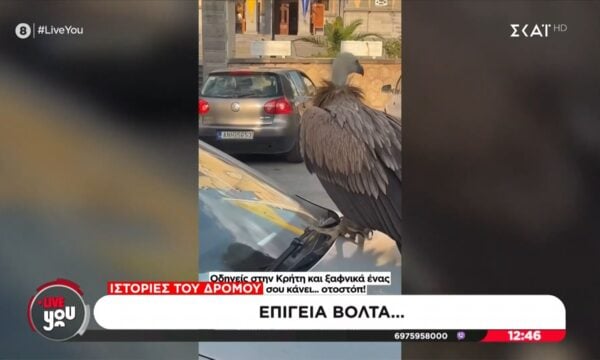 Γύπας έκατσε στο καπό του αυτοκινήτου και δεν έφευγε