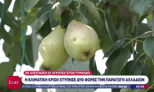 Η κλιματική κρίση χτύπησε δύο φορές την παραγωγή αχλαδιών – Σε απόγνωση οι αγρότες στον Τύρναβο