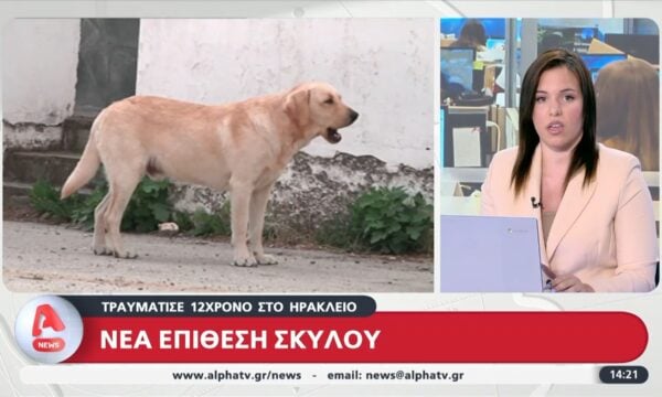 Ηράκλειο: Σκύλος τραυμάτισε 12χρονο