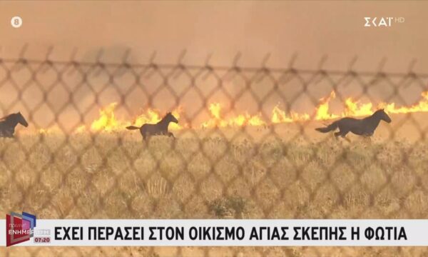 Κανδήλι: Άλογα τρέχουν να ξεφύγουν από τις φλόγες