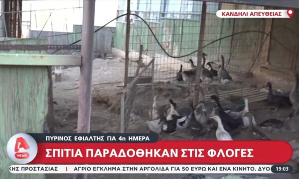 Κανδήλι: Κάηκε ολοσχερώς κτηνοτροφική μονάδα – Εγκλωβισμένα τα ζώα του ιδιοκτήτη