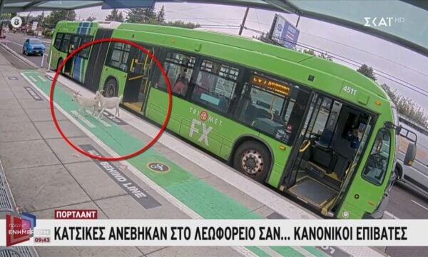 Κατσίκες ανέβηκαν στο λεωφορείο σαν επιβάτες