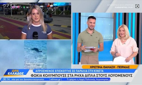 Κινέτα: Φώκια κολυμπούσε στα ρηχά δίπλα στους λουόμενους