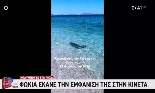 Κινέτα: Φώκια κολυμπούσε στα ρηχά